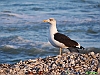 Uccelli charadriiformi 16 - Zafferano.jpg